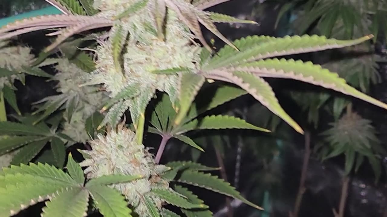 4T and Skat Haze Harvest