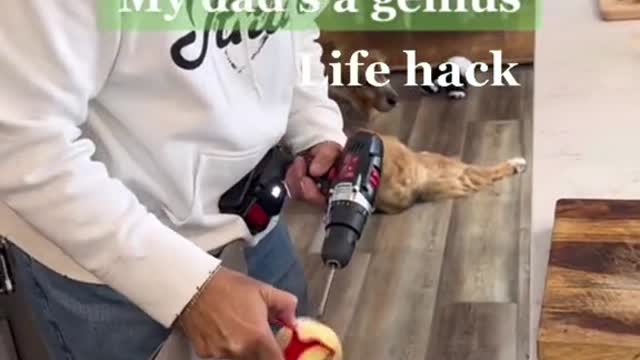 Some peachy kitchen hacks from Puff! #thatlittlepuff #catsoftiktok