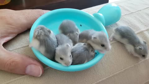 2.5 weeks old baby hamsters cuddling and playing