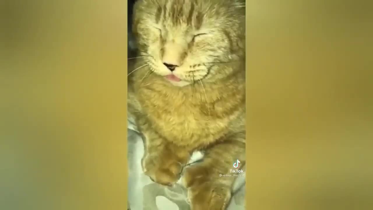 HOUR FUNNY CATS COMPILATION 2022😂_ Funny and Cute Cat Videos😸 ! - 178