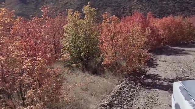 064 Fall Colors in the Square body Near Collision