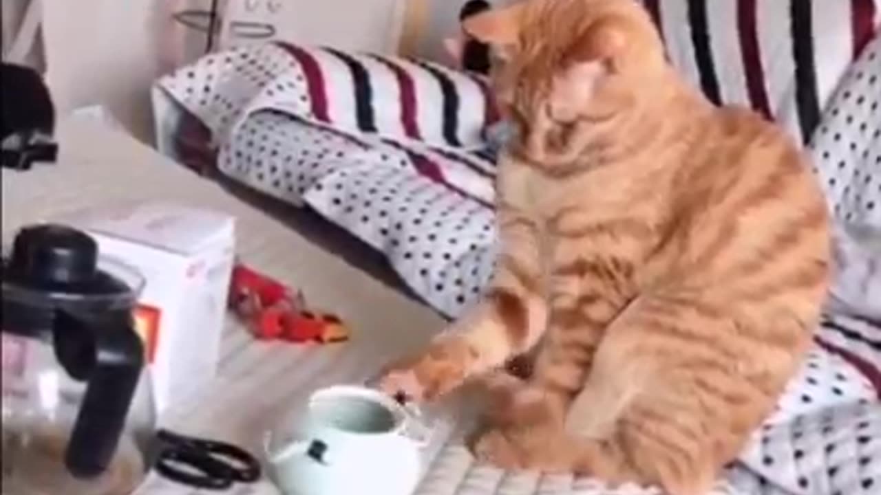 Funny cat compilation | funniest cat video #Funny #fun #cat #kitten