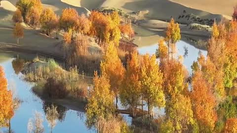 Desert, lake and Populus euphratica forest form a picture