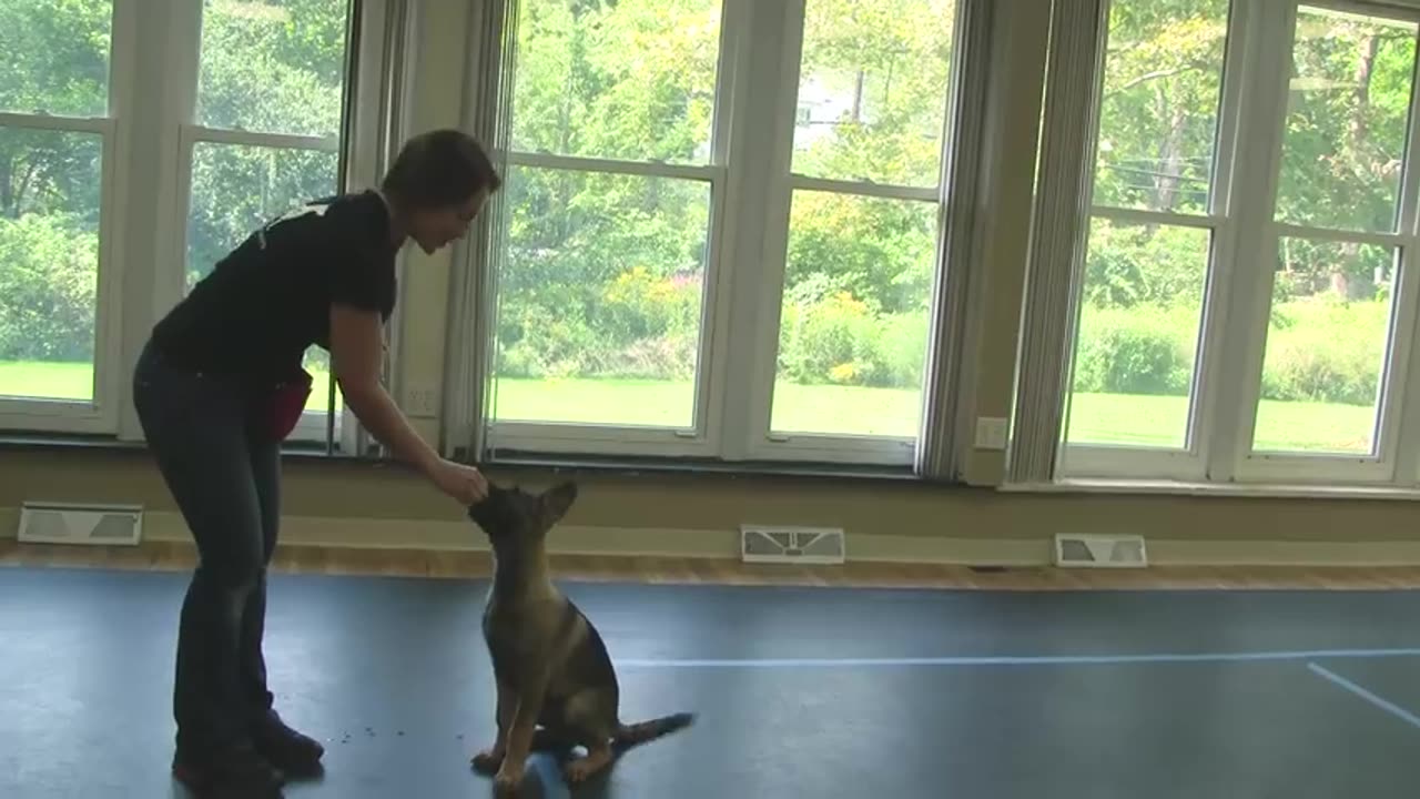 How to Train a Dog to "Sit" (K9-1.com)