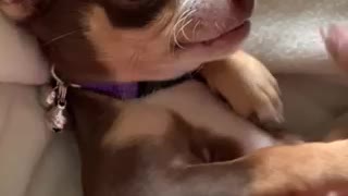 Chihuahua Acting Tough