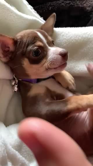 Chihuahua Acting Tough