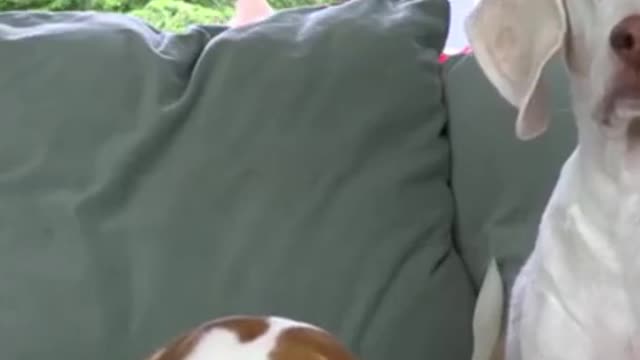 Funny dog reaction 🐶🤣🤣
