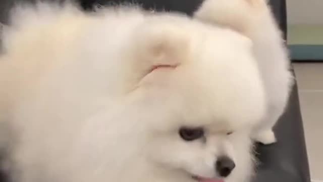 Cute Pomeranian puppies video