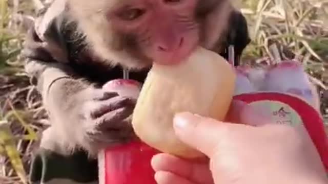 cute baby monkey lifestyle #short