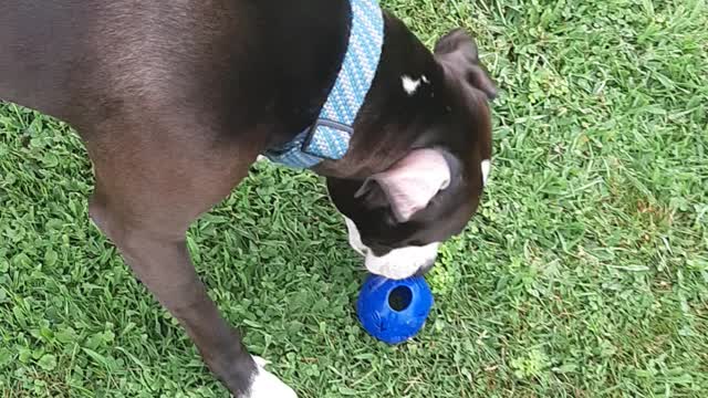 My dog fails at catch all the time..