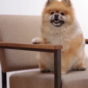 Cat and dog funny moment