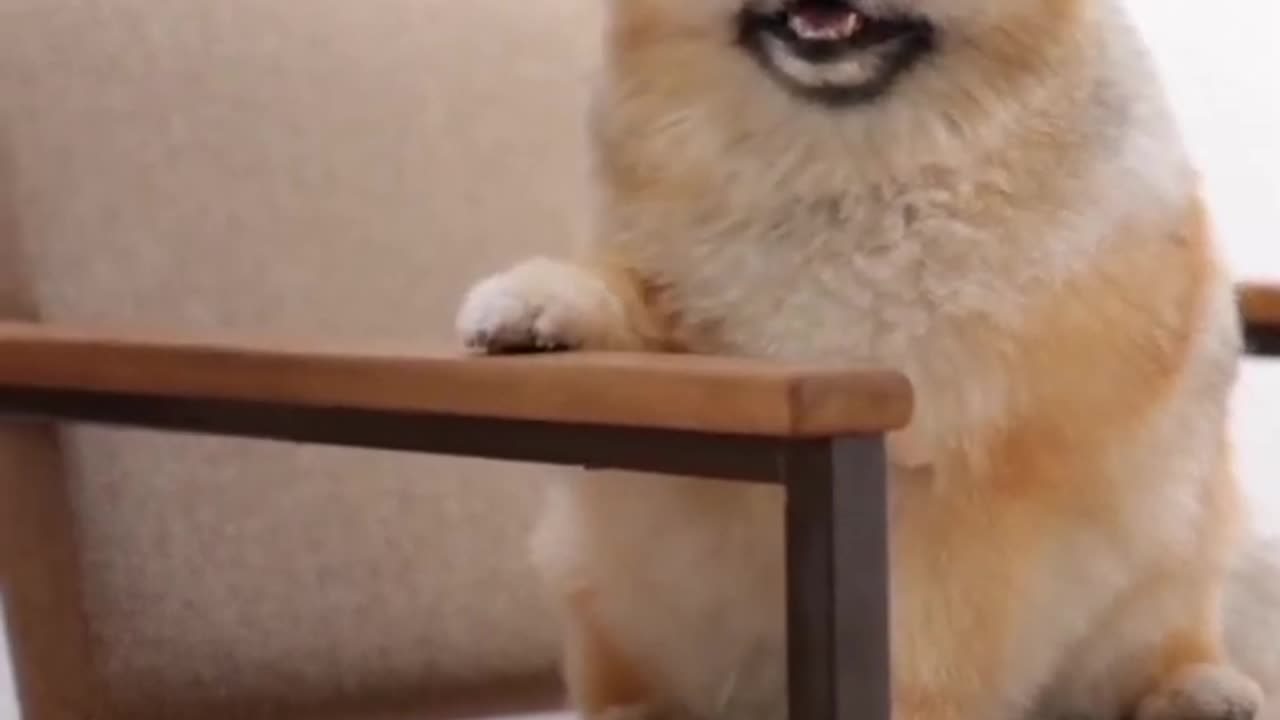 Cat and dog funny moment