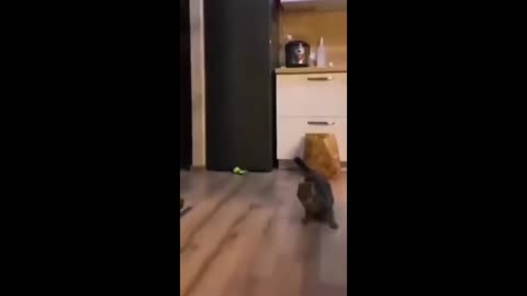 Kitty Break Dance #CatMeme #FunnyCats #CutePets #ViralVideos
