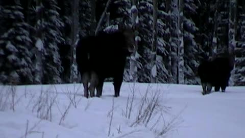 Two moose and brownie pup on trapline