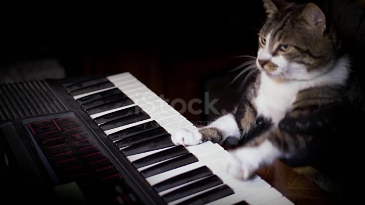 Funny Cat Plays a Keyboard