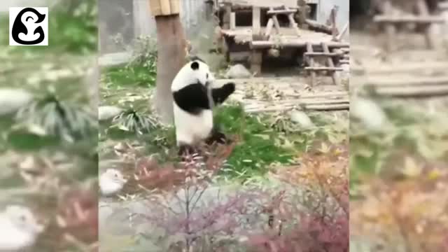 BEST PANDA COMPILATION! FUNNY AND CUTE PAND'S