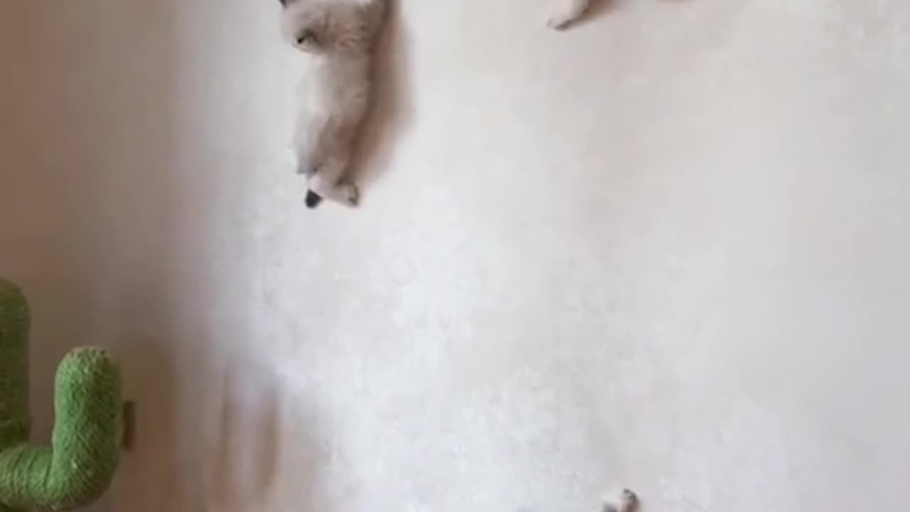 kittens climb the wall and play