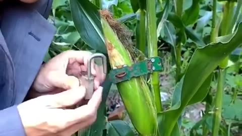 Best way to protect corn 🌽