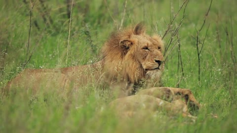 Male lion