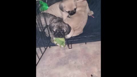 Frug Puppies in Oregon