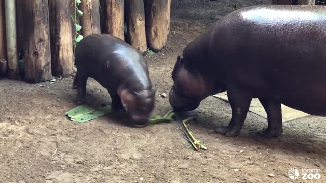 Penelope Montage- National Hippo Day