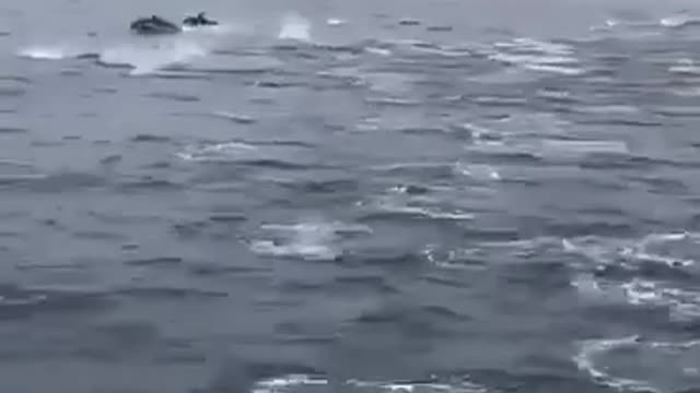 Dolphins say hy