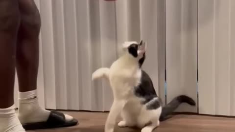 Intelligent Cat Knows All Tricks -- PETASTIC 🐾