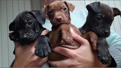 Patterdale Terrier puppy brothers and sister