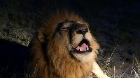 Lion Roaring - Thornybush (Kruger National Park)