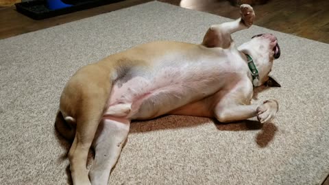 Buddy the American Bulldog is told to leave the kitchen and stop begging!