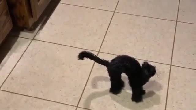 the cat is having a nightmare