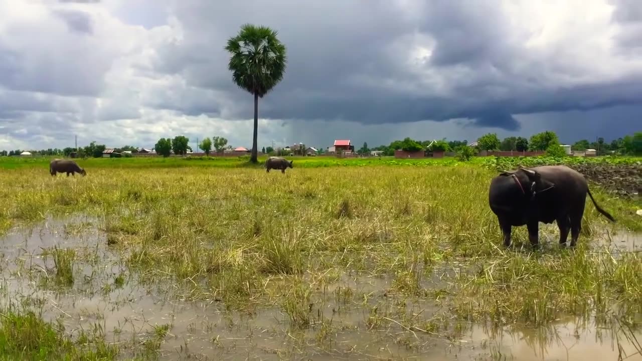 Water buffalo 🐃 in Cambodia 🇰🇭