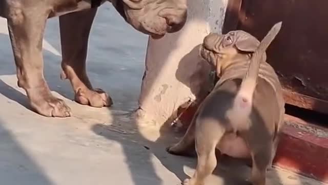 Dogs