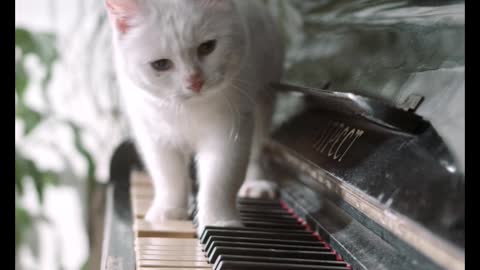 Cute Kitty Playing Piano 😺😍