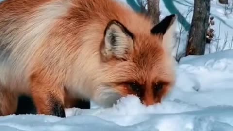 Beautiful snow fox 🦊