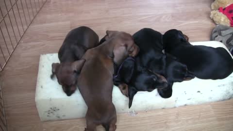 Cute Dachshund Puppies!