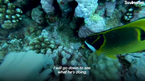 Fish Loves To Greet His Favorite Diver And Bring Her Gifts | The Dodo Soulmates