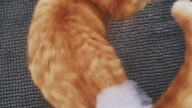 My human thinks they are funny