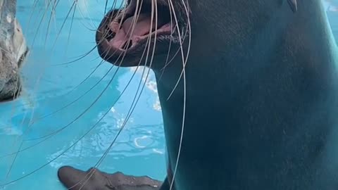 sea lions