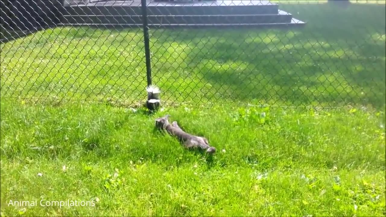 Baby Skunks Trying To Spray - Funniest Compilation