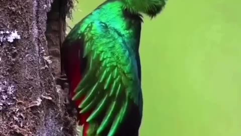 THE RESPLENDENT QUETZAL ~AN UNFORGETTABLE SIGHT