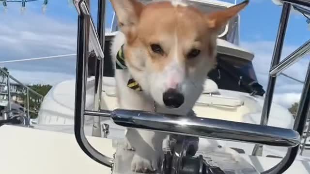 Everyone applaud Cooper pls #corgi #dogsoftiktok #puppy #boat