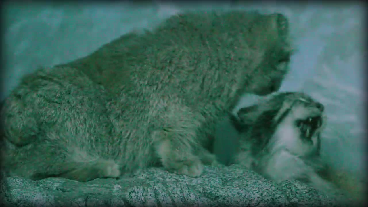 Pallas’s Cat: The Original Grumpy Cat