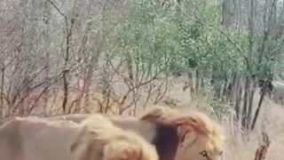 Lion hunting