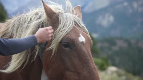 maye 🐎 horse