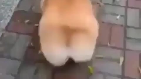 Elegant walking posture