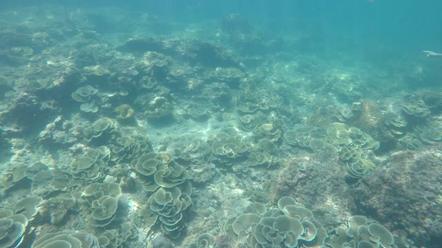 fishes underwater(sea) in thailnad