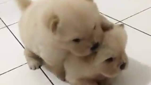 Cute Dogs Chow Chow - you will fall in love 🥰