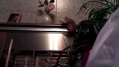 😂 Funniest Cats and Dogs Videos 😺🐶 || 🥰😹 Hilarious Animal Compilation N5