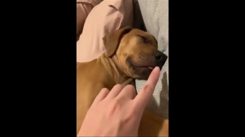 Dog funny videos 😆